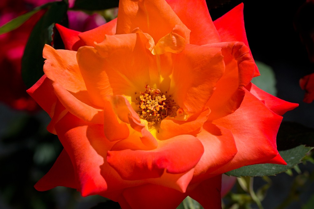 Rozentuin van Coloma